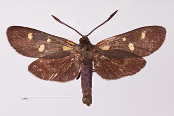 Vorschaubild Zygaena (Zygaena) transalpina sorrentina v. eranesceus Sicher, 1906
